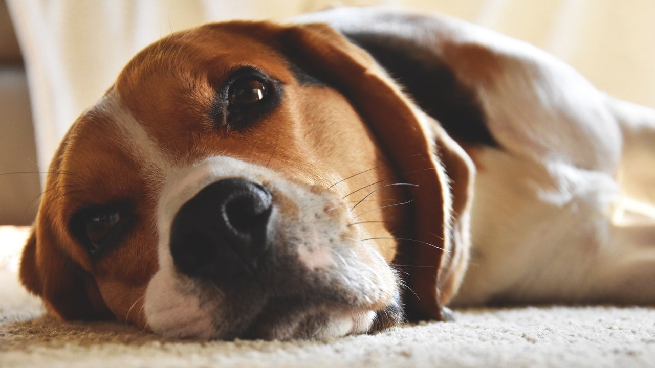 Beagle są rasą mającą predyspozycje do wystąpienia padaczki.